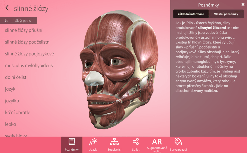 Na obrázku je jeden ze 3D modelů, konkrétně model lidské hlavy.
